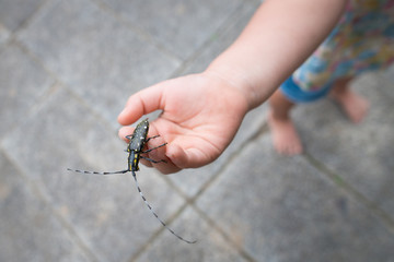キボシカミキリを見つけた子供
