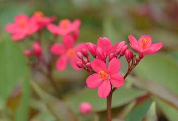 Jatropha integerrima Malpighiales Euphorbiacea Subfamily Tribe Genus