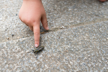 キボシカミキリを見つけた子供