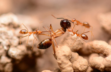 worker ants dragging ant carcasses to the colony