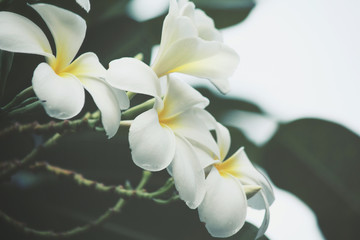 White frangipani flower on tree