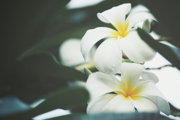 Obraz premium White frangipani flower on tree