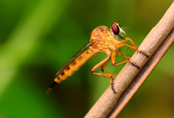 beautiful Yellow dragonfly
