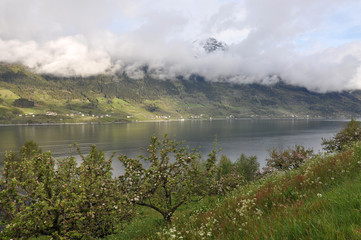 Norwegian nature / There are mountains plunging into the sea from hundreds of metres, fjords, tall...