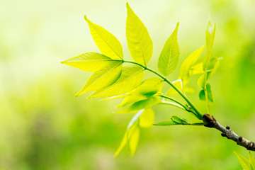 Fototapeta premium Green leaves in sunlight on yellow background,shallow focus. Spring background.
