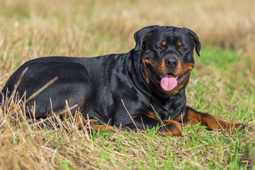 Obraz premium Rottweiler