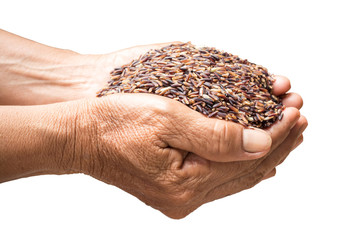 raw rice in hands holding isolated on white background