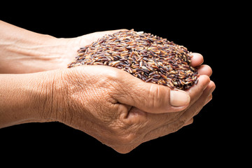 raw rice in hands holding isolated on black background