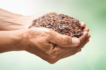 raw rice in hands holding isolated on blur background