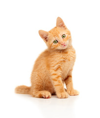 Cute little red kitten sitting and looking straight at camera, isolated on a white background © IntelWond