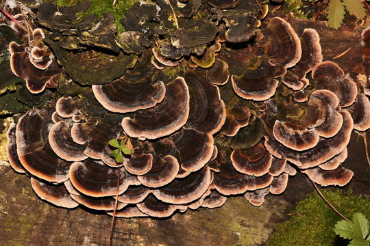 Funghi su ceppo