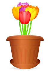 Flowerpot bouquet tulips on a white background. Vector illustration.