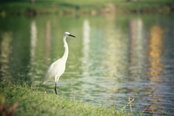 Obraz premium Stork bird
