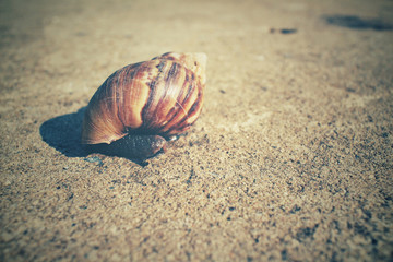 Snail with shadow