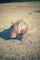 Snail with shadow
