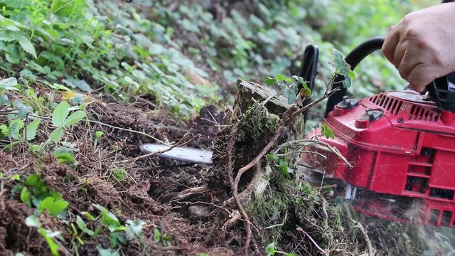 Motosega in azione