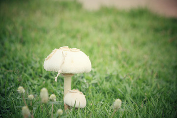 Mushrooms on the grass