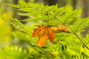 Yellow maple leaf on the fern