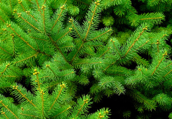 Pine tree background