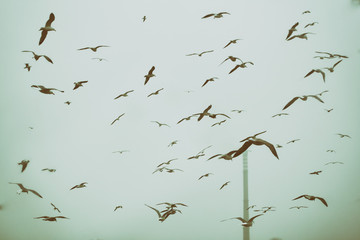 Apocalyptic scene of birds flying over the dump 