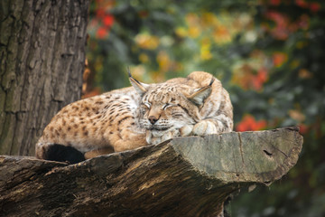 Eurasian lynx sleeping on a tree