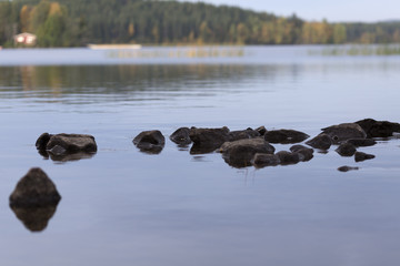 Fototapeta premium Some stones in the calm water with reed and trees in the background