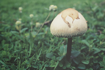Mushrooms on the grass