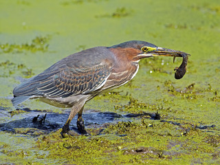 Green Heron with Tadpole