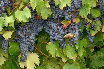 Grappoli d'uva matura pronti per la vendemmia