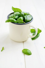 Fresh Basil in Pot