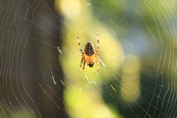 A striped legs spider waiting in its web