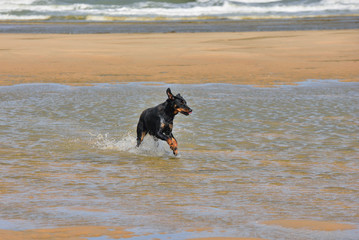 chien courant dans l'eau