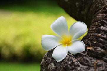 Close up of Fresh Plumeria flower or frangipani flower blossom on old Plumeria tree. white and yellow color, blurred background
