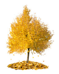Fototapeta premium Autumn tree