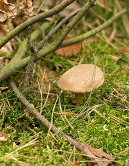 grzyb w lesie