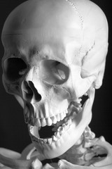 Scary Skeleton on black background