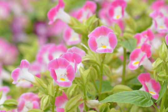 Blooming Wishbone Flower