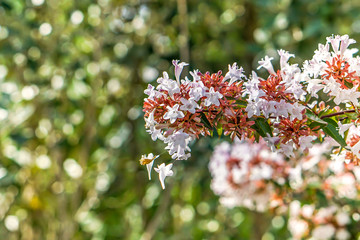 Flowering plant with two small flowers suspended, dancing in the wind