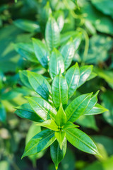 Green leaves with no flowers (bougainvillaea)