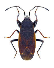 Bug Eremocoris plebejus