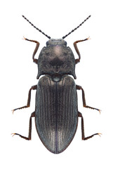 Beetle Selatosomus latus