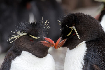 Rockhopper Penguins