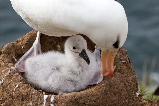 Black-browed Albatross And Her Chick