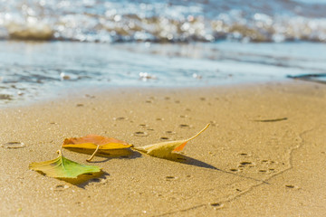 Fototapeta na wymiar Bodhi leaf on the beach
