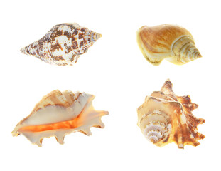 Set of seashells. Isolated