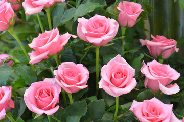 Pink roses close up background