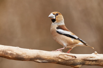 Hawfinch