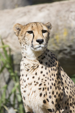 Cheetah, Acinonyx jubatus, watching nearby