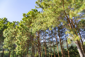 pathway pine tree pattern