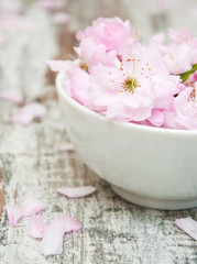 Obraz na płótnie Canvas flowers of sakura blossoms in a bowl of water